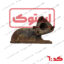 منی فولد دود دوو ماتیز GM استوک کد:6